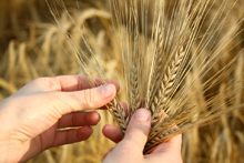 Barley - Grain and Seed trading